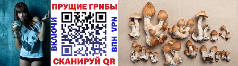 Псилоцибиновые грибы Magic Shrooms  купить наркотик  Всеволожск 